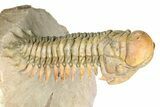 Flying Crotalocephalina Trilobite - Exposed Hyposteme #339446-1
